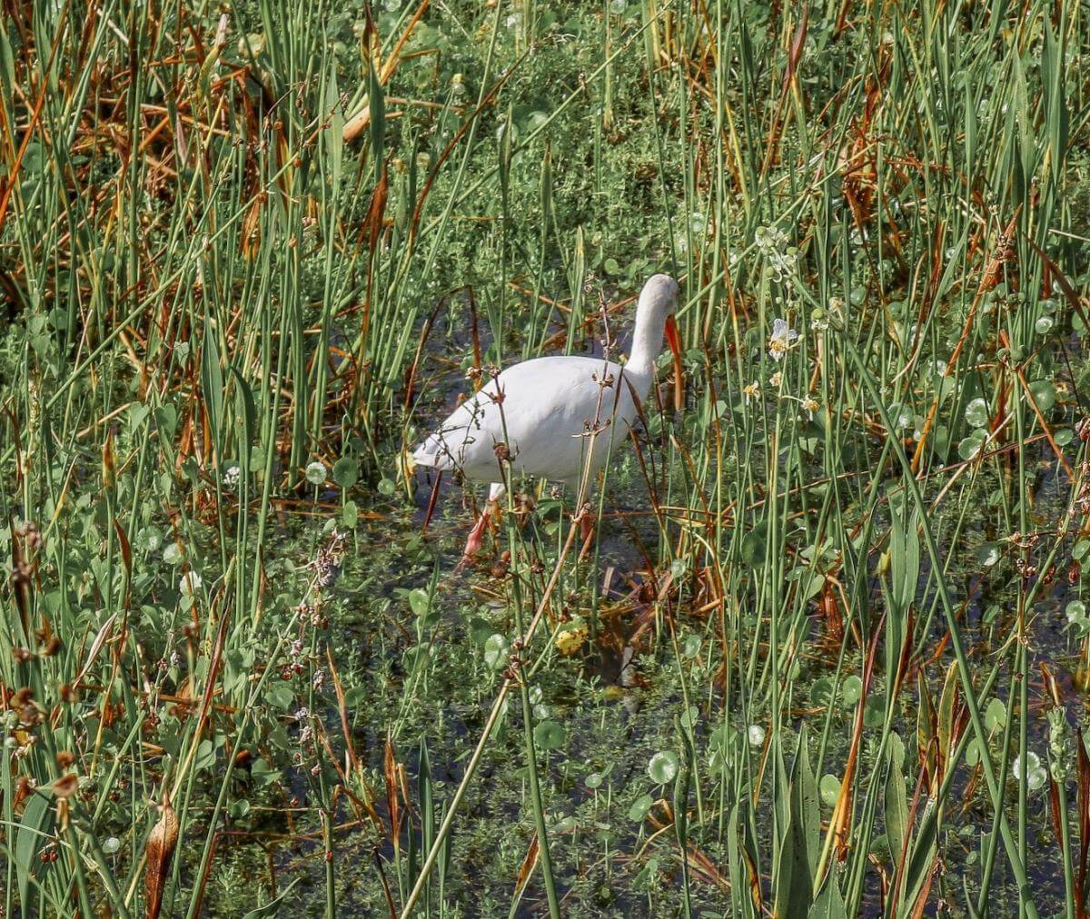 A white bird in a marsh