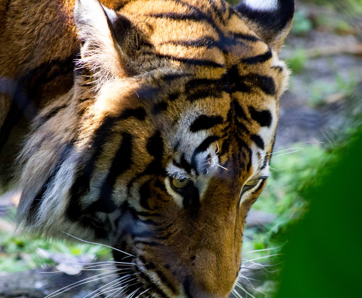 Tiger at the Palm Beach Zoo